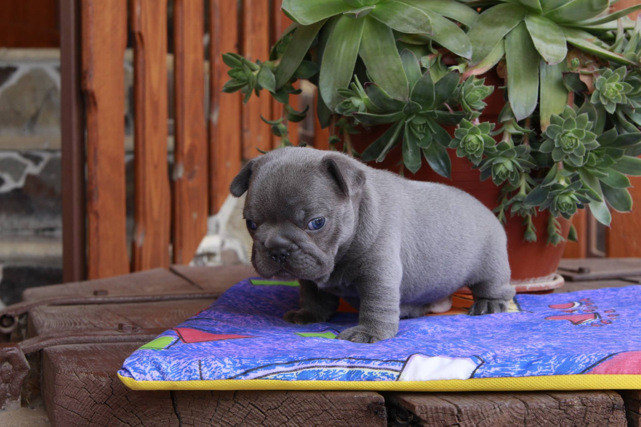 11641934_961546657219725_1039719437_o