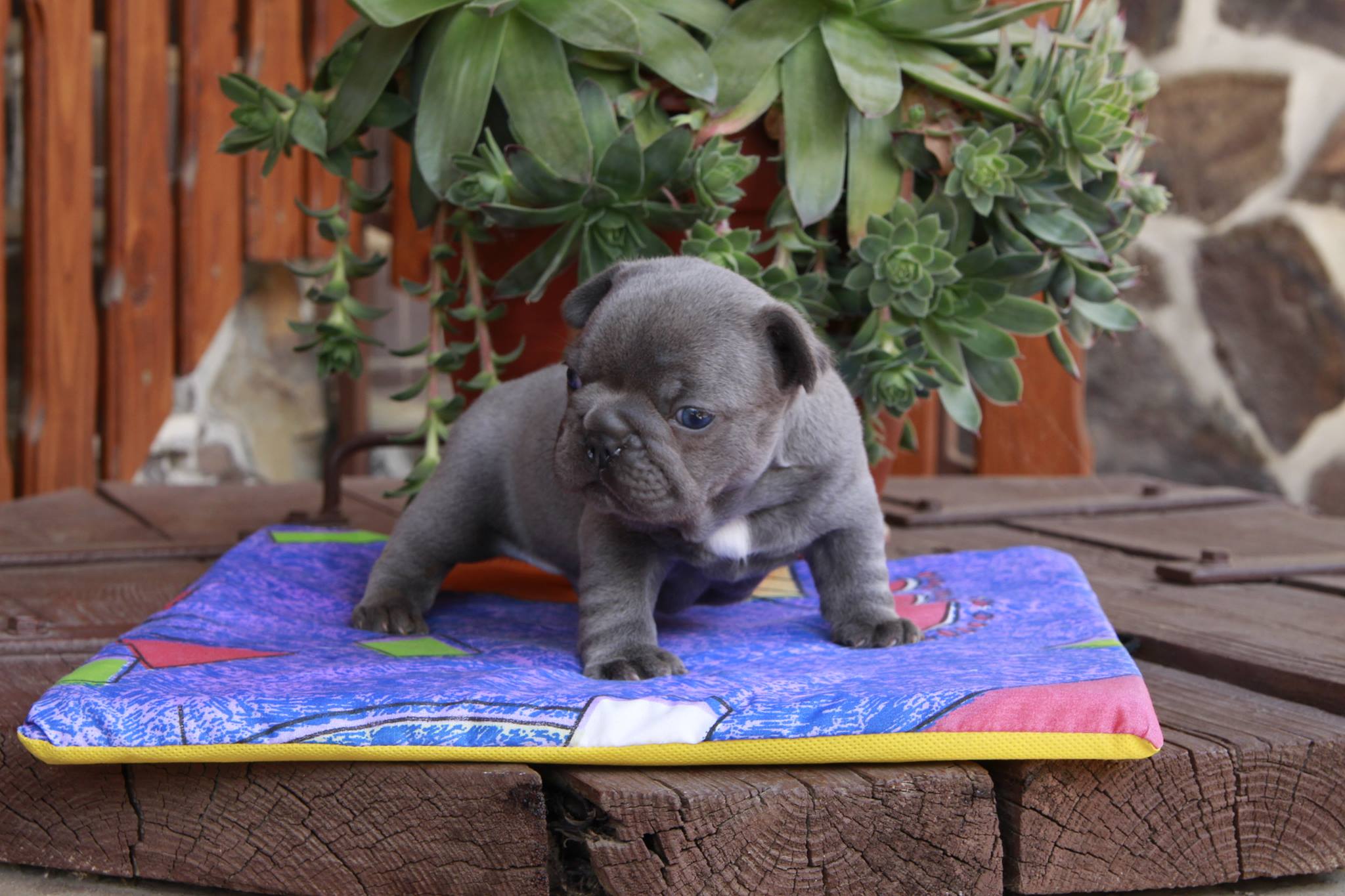 11656123_961546667219724_1831686319_o