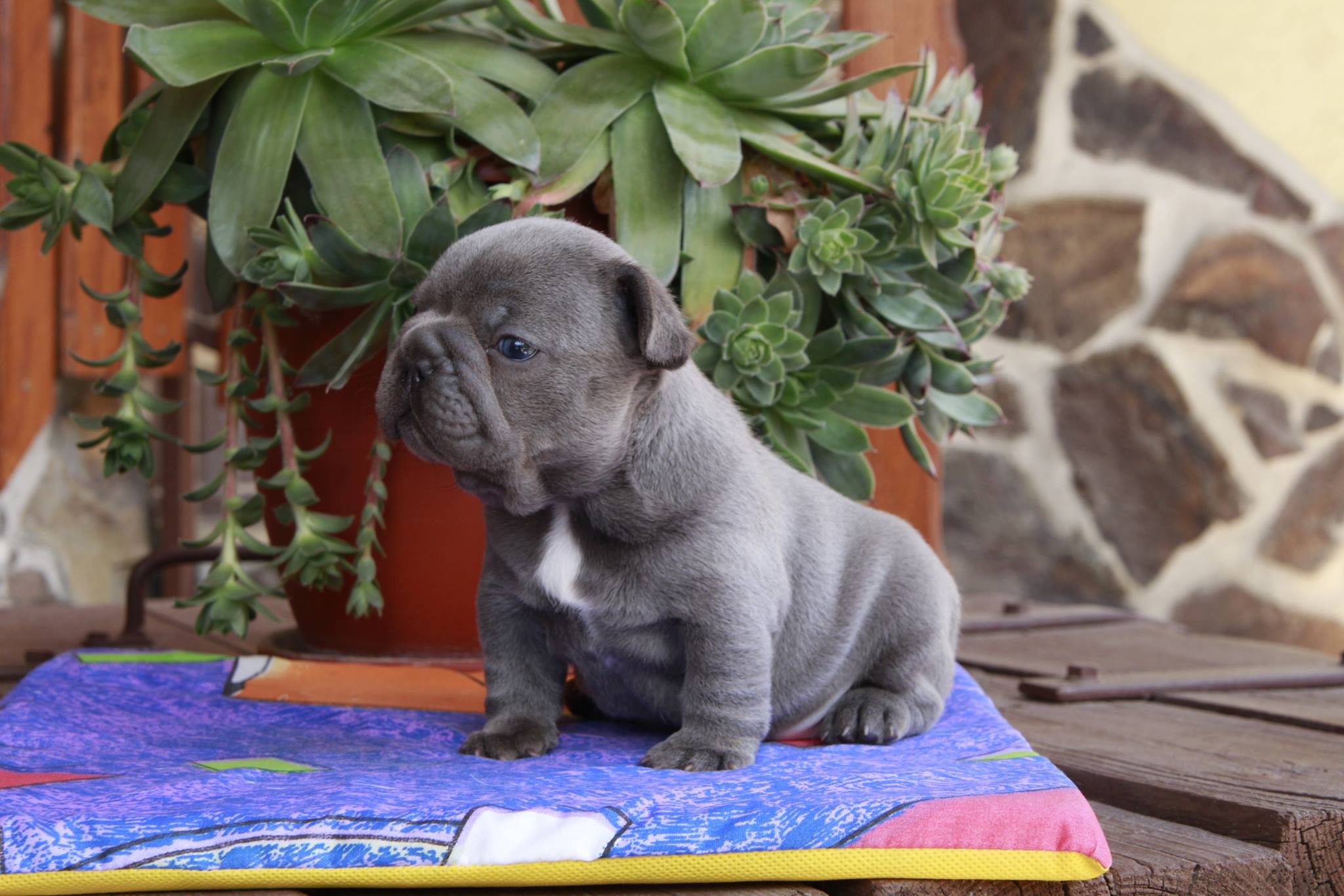 11658913_961546647219726_388388737_o